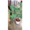 Image 2 : ARITIFICIAL PALM IN PLANTER