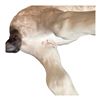 Image 3 : CYBIS - LOT OF 2 ANIMALS