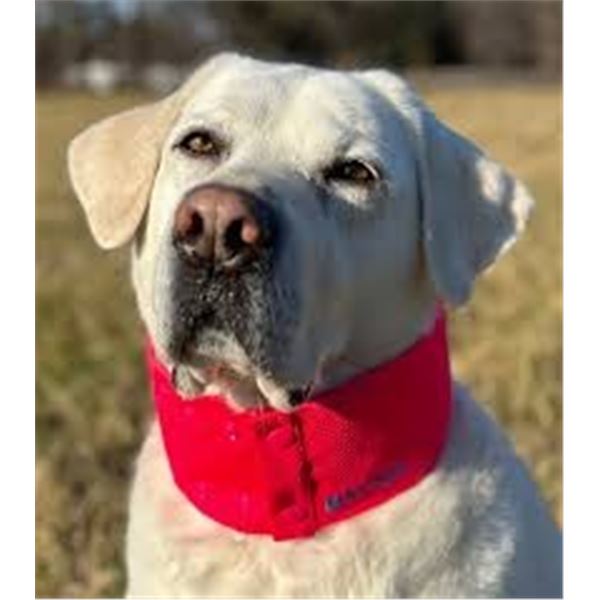 NEW COOL DOG COLLAR SELF COOLING