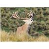 Image 8 : New Zealand Red Stag Hunt for 4 Hunters at High Peak Station