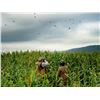 Image 10 : Argentina Extreme Volume Dove Hunt for 10 Hunters - Lodge Exclusive!
