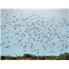 Image 1 : Argentina Extreme Volume Dove Hunt for 10 Hunters - Lodge Exclusive!