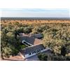 Image 25 : Argentina Extreme Volume Dove Hunt for 10 Hunters - Lodge Exclusive!