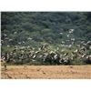 Image 2 : Argentina Extreme Volume Dove Hunt for 10 Hunters - Lodge Exclusive!