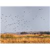 Image 3 : Argentina Extreme Volume Dove Hunt for 10 Hunters - Lodge Exclusive!