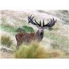 Image 2 : New Zealand Red Stag Hunt for 4 Hunters at High Peak Station