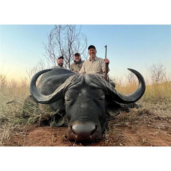 Trophy Cape Buffalo Hunt with Theron Safaris in South Africa