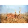Image 12 : Argentina Red Stag Hunt for 6 Hunters plus Bonus Day High Volume Dove Shooting