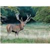 Image 1 : Argentina Red Stag Hunt for 6 Hunters plus Bonus Day High Volume Dove Shooting