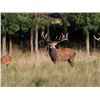 Image 2 : Argentina Red Stag Hunt for 6 Hunters plus Bonus Day High Volume Dove Shooting