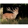 Image 3 : Argentina Red Stag Hunt for 6 Hunters plus Bonus Day High Volume Dove Shooting