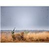 Image 5 : Argentina Red Stag Hunt for 6 Hunters plus Bonus Day High Volume Dove Shooting