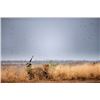 Image 7 : Argentina Red Stag Hunt for 6 Hunters plus Bonus Day High Volume Dove Shooting