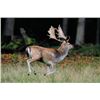 Image 8 : Argentina Red Stag Hunt for 6 Hunters plus Bonus Day High Volume Dove Shooting