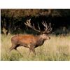 Image 3 : Argentina Red Stag Hunt for 4 Hunters at Estancia Chischaca