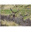 Image 6 : New Zealand Red Stag Hunt for 4 Hunters at High Peak Station