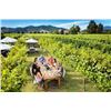 Image 4 : New Zealand Wine & Cuisine Vacation for Two with Avon Valley Lodge