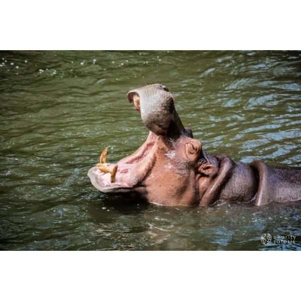 Theron Safaris Plains Game Hunt for 8 Hunters + Bonus Animals