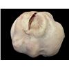 Image 2 : "The Good Doctor" - Twin Brains Foam Props