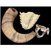 Image 1 : Group of Misc - x2 Prope Mouth/Teeth & Horn