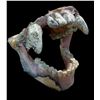 Image 2 : Group of Misc - x2 Prope Mouth/Teeth & Horn