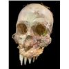 Image 2 : Movie Prop Skull