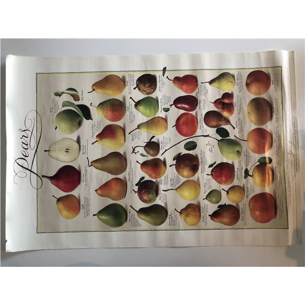 Lithographic Pear Poster