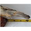 Image 3 : Small mounted sturgeon fish taxidermy.