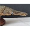 Image 4 : Small mounted sturgeon fish taxidermy.