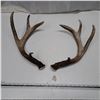 Image 1 : deer antlers