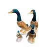 Image 1 : 4 Vintage Beswick Mallards