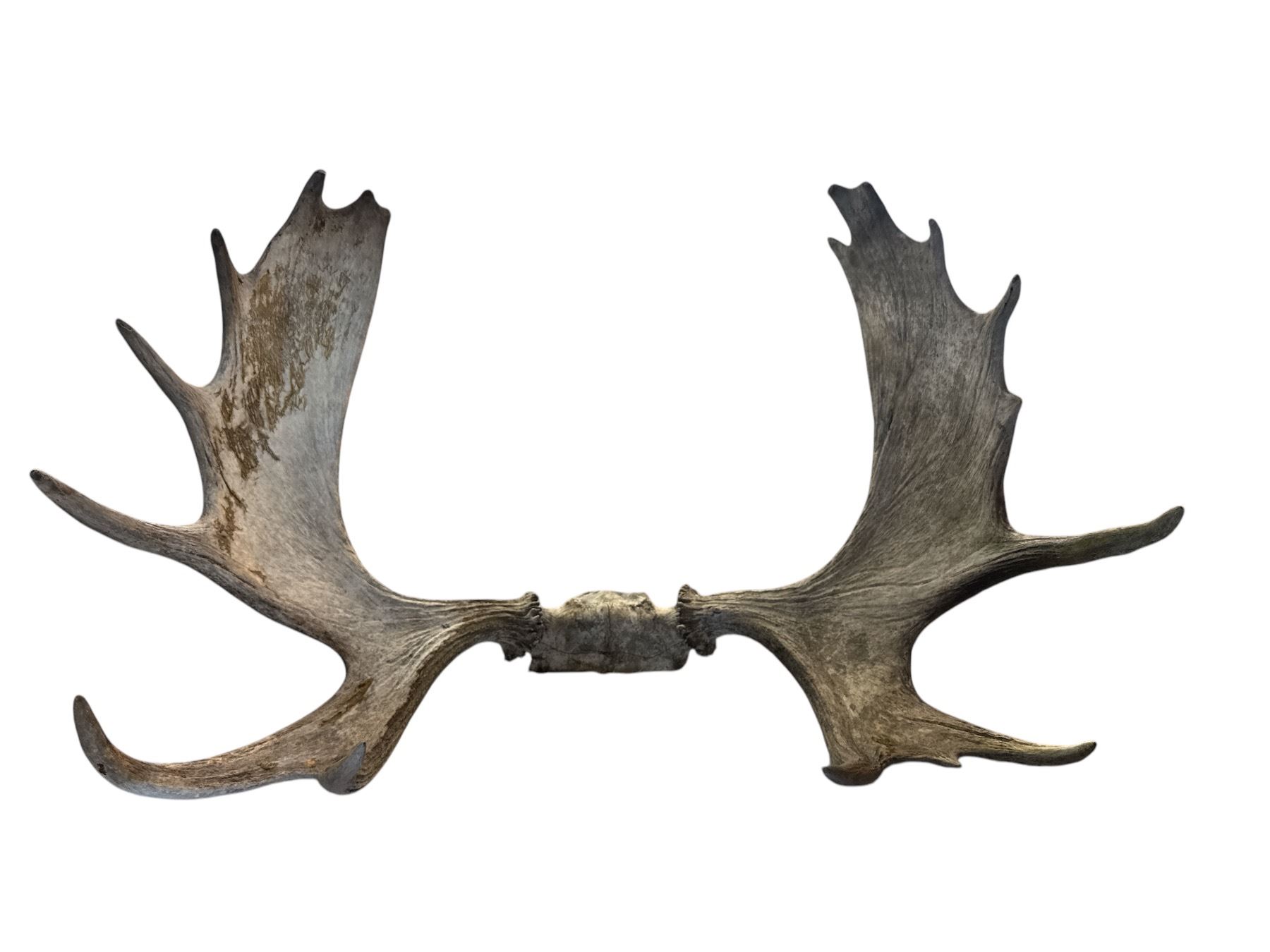 30 Point Moose 8 Point Moose Antler