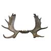 Image 1 : 8 Point Moose Antler