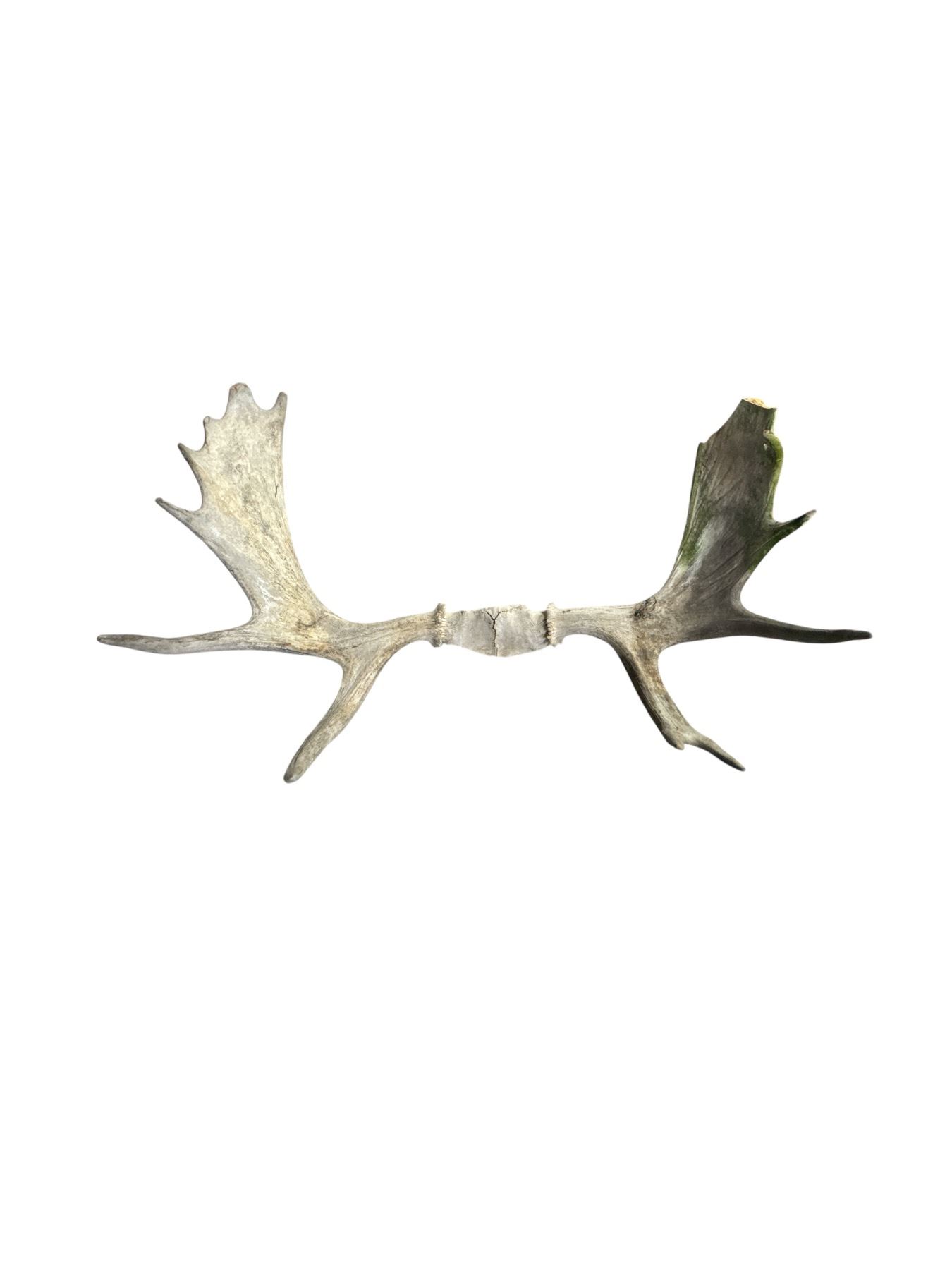 30 Point Moose 7 Point Moose Antler