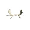 Image 1 : 7 Point Moose Antler