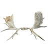 Image 1 : 5 Point Mosse Antler