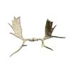 Image 1 : 7 Point Moose Antler
