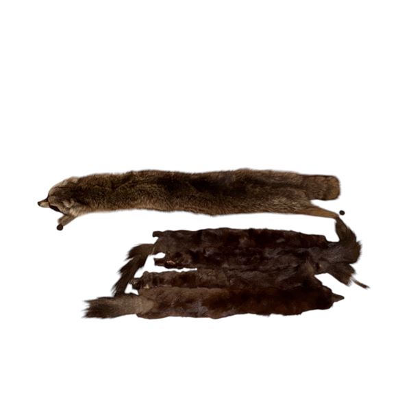 5 Animal Pelts