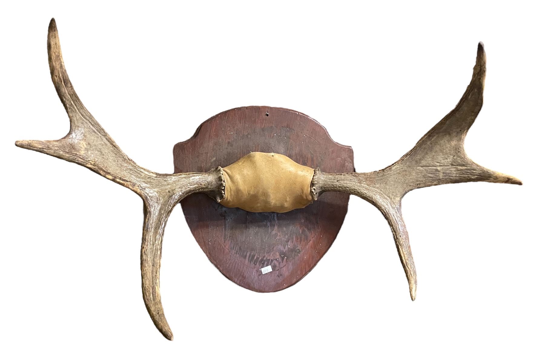 3 Point Moose Antler Rack 29