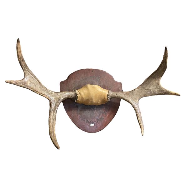 3 Point Moose Antler Rack 29" Spread
