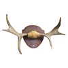 Image 1 : 3 Point Moose Antler Rack 29" Spread