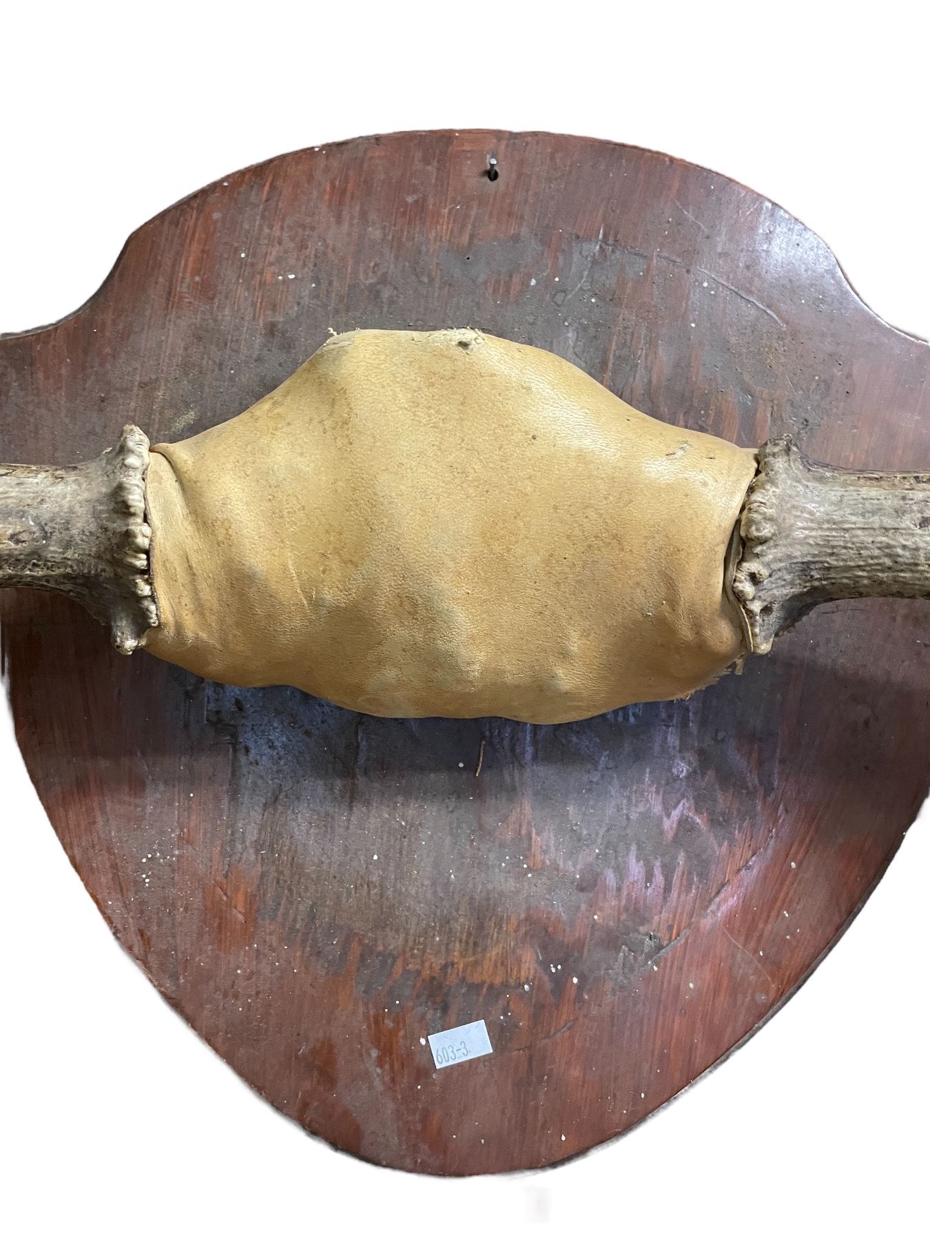 Mosse Spider Rack 3 Point Moose Antler Rack 29