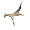 Image 3 : 3 Point Moose Antler Rack 29" Spread