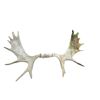 Image 1 : 7 Point Moose Antler