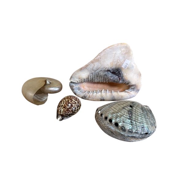 4 Assorted Sea Shells