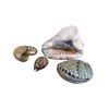 Image 1 : 4 Assorted Sea Shells
