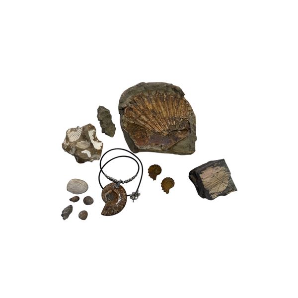 Assorted Fossils & Petrified Wood