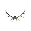 Image 1 : 5 Point Elk Antlers