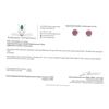 Image 5 : 10KT White Gold Natural Ruby (0.28ct) Earring, W/A $495.00. Ruby is the birthstone for July.