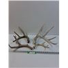 Image 1 : (4) Deer Shed Antlers